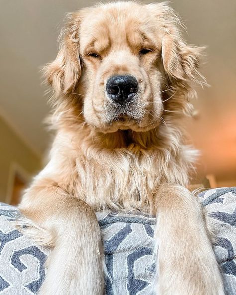 Grumpy Golden Retriever, Golden Retriever Meme, Golden Retrievers, Wake Me Up, The Golden, Golden Retriever, Wake Up, Puppies, Photo And Video