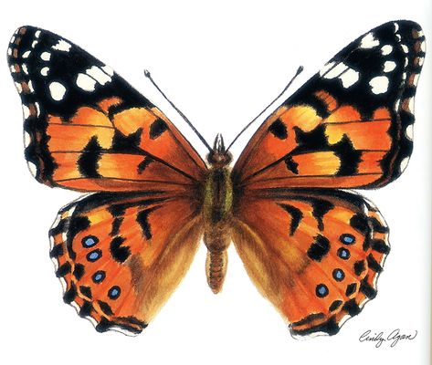 "Painted Lady", watercolor painting by artist Cindy Agan.  #watercolor #butterfly #moth #art #painting Painted Lady Butterfly Drawing, Painted Lady Butterfly, Lady Butterfly, Painted Butterfly, Papillon Butterfly, Butterfly Art Painting, Watercolor Butterfly, Moth Art, Butterfly Images