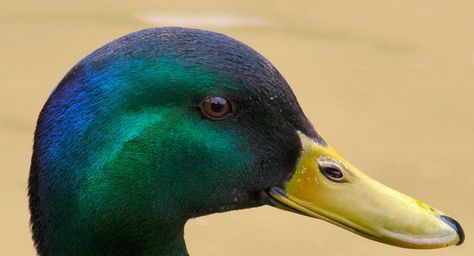 Mallard Duck Feathers | ... Wildlife, and, Pets, Ducks, Ducklings, Colourful, mallard, duck, head Duck Head Drawing, Mallard Duck Art, Ducky Mallard, Mallard Duck Illustration, Female Mallard Duck Painting, Duck Photography, Hooded Merganser Duck, Eye Close Up, Bird Free