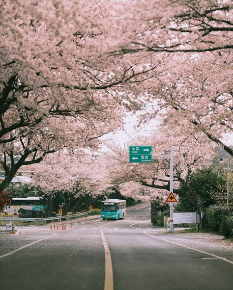 South Korea Jeju Island, Jeju Island Aesthetic Wallpaper, Korea Jeju Island Aesthetic, Jeju Island Photography, Cherry Blossom Seoul, Jeju Aesthetic, Jeju Island Aesthetic, Korea Tourist Spots, Jeju Island South Korea