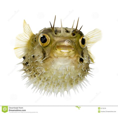 Balloon Fish, Puffer Fish, Fruit Art, Sealife, History Museum, Ocean Life, Tropical Fish, Natural History, Sea Creatures