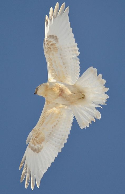 Leucistic Rough-legged Hawk by Duane Starr Source:duanestarrphotography.co Animal Study, Bird Wings, Pretty Animals, White Bird, Pretty Birds, Birds Of Prey, Animal Photo, 귀여운 동물, Birds In Flight