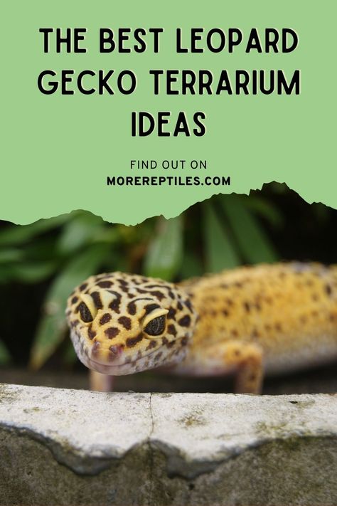 Get creative with leopard gecko terrarium ideas! Learn about the perfect habitat for your gecko. #LeopardGeckoTerrarium #MoreReptiles Spotted Gecko Habitat, Leopard Gecko Bioactive Vivarium, Leapord Gecko Habitat Ideas Diy, Leopard Gecko Safe Plants, Leopard Gecko Natural Habitat, Leopard Gecko Vivarium Ideas, Lepord Gecko Enclosure Ideas, Leopard Gecko Vivarium, Leopard Gecko Enrichment