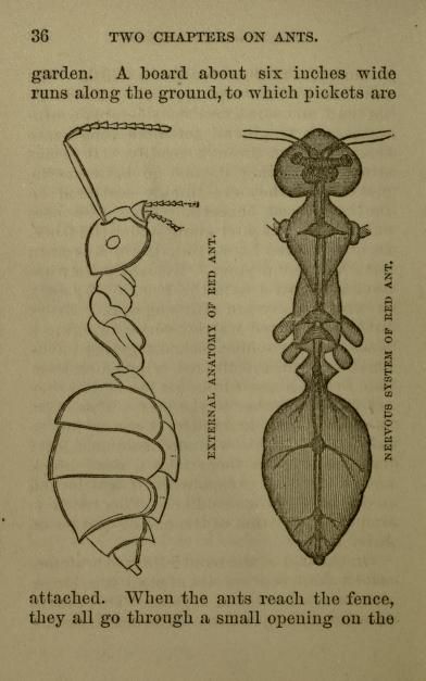 Ant Anatomy, Insect Anatomy, Ant Art, Nature Sketch, Beautiful Bugs, Insect Art, Anatomy Drawing, Animal Sketches, Patterns In Nature