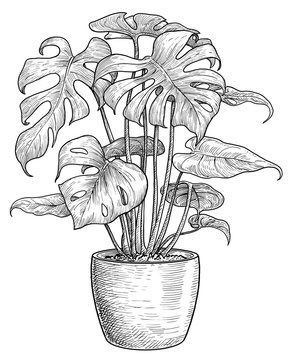 Plants Pencil Drawing, Monstera Sketches, Flower Pot Drawing Pencil, Plant Sketch Pencil, Monstera Plant Sketch, House Plant Drawing, Monstera Plant Drawing, Sketching Plants, Flower Pot Drawing