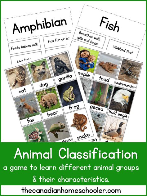 Animal Classification Activity, Animal Classification Worksheet, Classifying Animals, Grade 2 Science, Animal Life Cycles, Animal Classification, First Grade Science, Primary Science, Animal Science