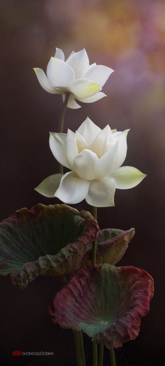 Lily Lotus, Deco Floral, Exotic Flowers, Flower Beauty, Water Lilies, Flower Pictures, Love Flowers, Amazing Flowers, Flower Wallpaper