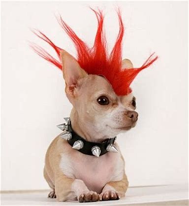 Simple Costumes, Punk Dog, Chihuahua Costumes, Puppy Halloween Costumes, Smallest Dog, Costumes For Dogs, Cute Dog Costumes, Animal Halloween Costumes, Dog Waiting