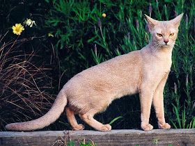 Fawn Abyssinian Cat, Abbysinian Cat, Pinkish Beige, Cat References, Kitty Aesthetic, Warrior Cats Books, Cat Candy, Cat Anatomy, Cat Oc