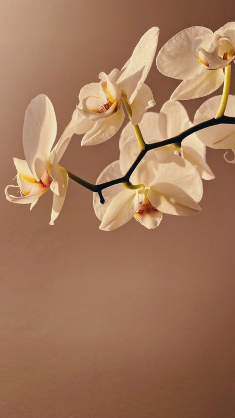 Orchid Flower Wallpaper Iphone, Orchid Iphone Wallpaper, Orchid Wallpaper Backgrounds, Orchid Aesthetic Flower, White Orchid Aesthetic, Orchid Wallpaper Iphone, Orchid Wallpaper Aesthetic, Orchid Aesthetic Wallpaper, Orchid Flower Aesthetic