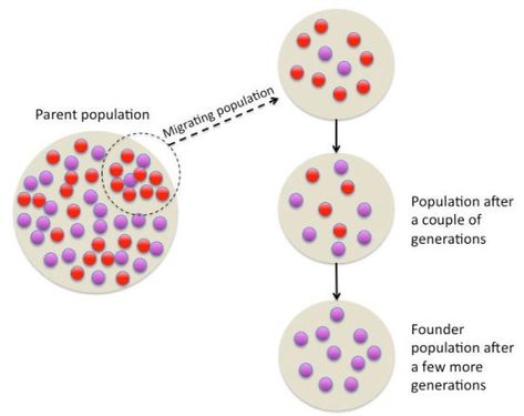 Difference Between Founder Effect and Bottleneck Effect Check more at https://in4arts.com/difference-between-founder-effect-and-bottleneck-effect.html Population Genetics, Genetic Drift, Wikimedia Commons, Sample Resume, Biology