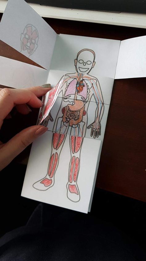 #diy #body #kids #human #anatomybook #book #learning Human Body Crafts For Kids, Skeletal System Project, Human Body Homeschool, Human Body Science Projects, Human Body Crafts, Human Body Projects, Human Body Science, Tunnel Book, Human Tissue