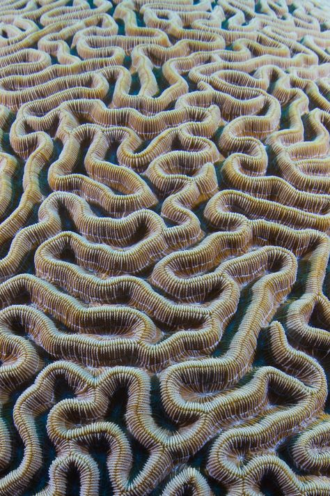 Patterns In Nature Texture, Organic Patterns In Nature, Photography Texture, Nature Texture, Geometry In Nature, Coral Art, Natural Structures, Mood Images, Texture Inspiration