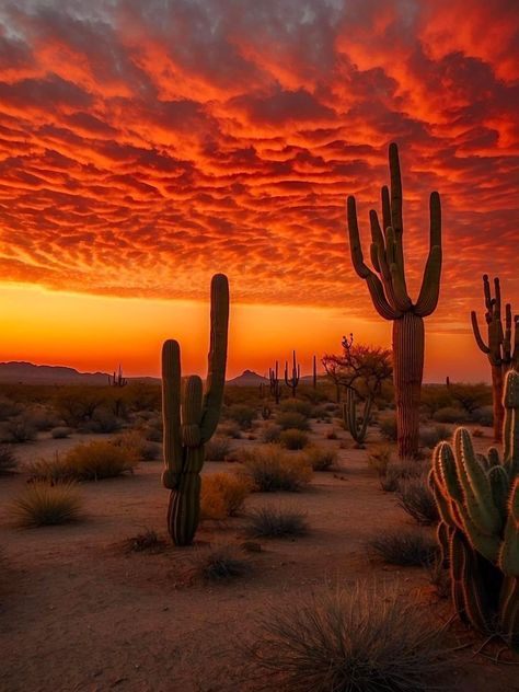 Southwest Aesthetic, Natural Wonders Of The World, Monument Valley Arizona, Western Artwork, Mexican Heritage, Desert Vibes, Winter Sunset, Southwest Desert, Desert Sunset