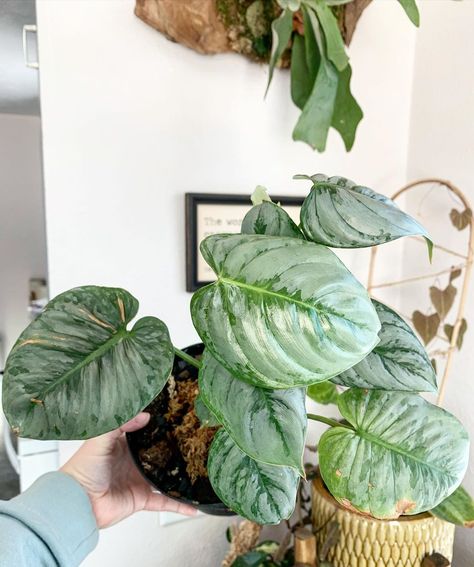 Philodendron Sodiroi, Growing Greens, I Care, Plant Leaves, Turning, Plants, Flowers, Green, On Instagram