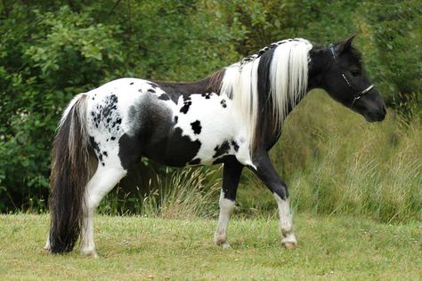 Mini Pintaloosa - Homozygous Tobiano with a small patch of tiny Leopard spots on his right flank, he also has a Roaned Patch Cheval Pie, Tennessee Walker, Miniature Ponies, Horse Markings, Mini Horses, Horse Coat Colors, Majestic Horses, American Paint Horse, Miniature Horses