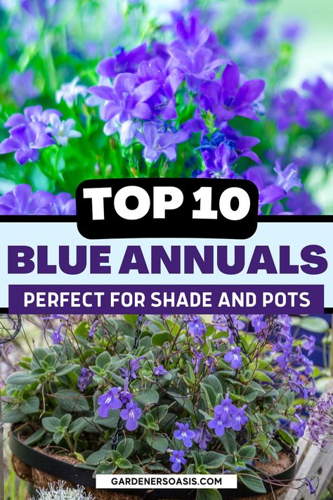 Best Blue Annuals For Shade (Flowers For Pots) | Outdoor Decorating Shade Flowers For Pots, Annuals For Shade, Annual Flowers For Shade, Flowers For Pots, Blue And White Garden, Blue Flowering Plants, Shade Annuals, Beautiful Blue Flowers, Perennial Ground Cover