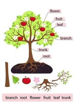 Parts of Tree.Clipart.Tree structure trunk, root, branch, fruit, leaf, root Parts Of A Tree, Plant Cell Structure, Plants Worksheets, Trees For Kids, Tree Diagram, Tree Structure, Tree Clipart, Parts Of A Flower, Structure And Function