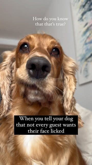 Alba | English Cocker Spaniel Dog | on Instagram: "Well this is news to me… and I’d fact check that jf I were you, Mom 🙄 

Who doesn’t like slobbery dog kisses all over their face as soon as they come to our house? Can’t think of anybody 🤷🏼‍♀️😂
.
.
.
.
.
#dogreels #dogreelsofinstagram #cutedogs #funnydogs #cockerspaniel #cockerspaniel #doggo #doglife #doglove" Cocker Spaniel Rescue, Dog Kisses, Fact Check, Cocker Spaniel Dog, English Cocker, English Cocker Spaniel, Spaniel Dog, Cocker Spaniel, Our House