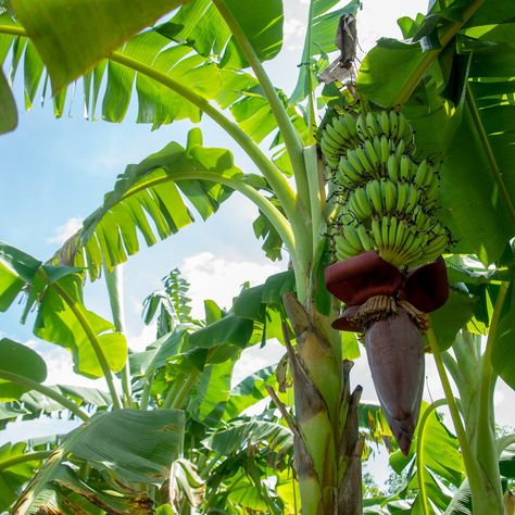 Blue Java Banana, Ice Cream Banana, Jamaican Art, Fruits And Vegetables Pictures, Vegetable Pictures, Fruit Names, Tropical Painting, Banana Plants, Blue Background Images