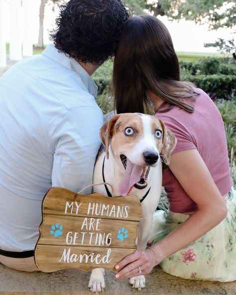 His humans' are getting married!   #petsinweddings #dogs #fairytailpetcare #dog #puppy #fairytailweddings #dreamcometrue #engaged #dogsinweddings #cutedogs #cuteanimals #wedding #dogofhonor Couple Engagement Pictures With Dog, Dog In Engagement Photos, Engagement Announcement Photos With Dog, Humans Are Getting Married Dogs, Engagement Photo Sign, Dog Engagement Pictures Signs, Dogs Heart, Pink Wedding Sign, Flower Girl Signs