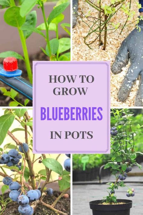 How To Grow Blueberries In Pots Blueberry Potted Plant, Blueberry In Pot, Growing Blueberry Bushes In Containers, Blueberry In Pots Growing, Planting Blueberries In Containers, Potted Blueberry Bush, Blueberry Bushes In Container, Blueberry Plants In Pots, Container Blueberries