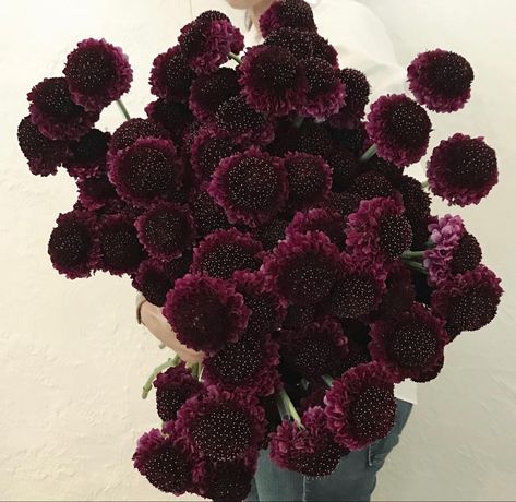 Dark Flowers Wedding, Burgundy Scabiosa, Scabiosa Flower, Deep Purple Flowers, Oxalis Triangularis, Scabiosa Pods, Delphinium Flowers, Gothic Flowers, Goth Garden