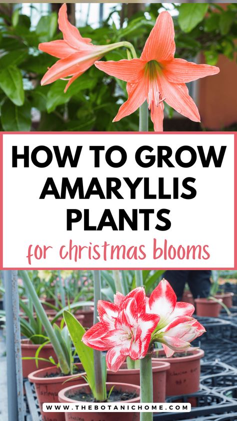 How To Plant Amaryllis For Beautiful Christmas Blooms - The Botanic Home Christmas Planter Boxes Outside, Amaryllis Arrangement Christmas, Amaryllis Arrangement, Amaryllis Care, Amaryllis Plant, Pots For Indoor Plants, Holiday Flowers, Christmas Garden Decorations, Amaryllis Flowers