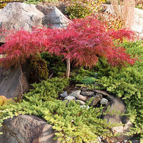 Crimson Queen Japanese Maple Landscape, Japanese Maple Tree Landscape Front Yards Flower Beds, Japanese Maple Tree Landscape, Weeping Japanese Maple, Maple Tree Landscape, Weeping Trees, Trees For Front Yard, Red Maple Tree, Japanese Garden Landscape