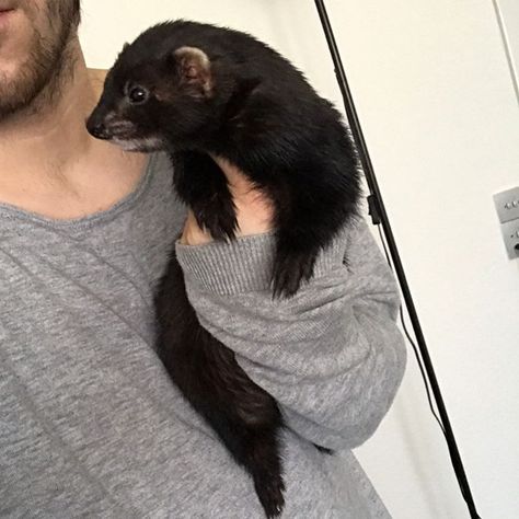 305 Likes, 27 Comments - Fredde's Ferrets (@freddesferrets) on Instagram: “Vegeta kisses me and then he is like "eeeuuuuwwww".…” Ferret Running, Black Ferret, Baby Ferrets, Funny Ferrets, Pet Ferret, 3d Dragon, Cute Ferrets, Compression Shirts, Cat Tunnel