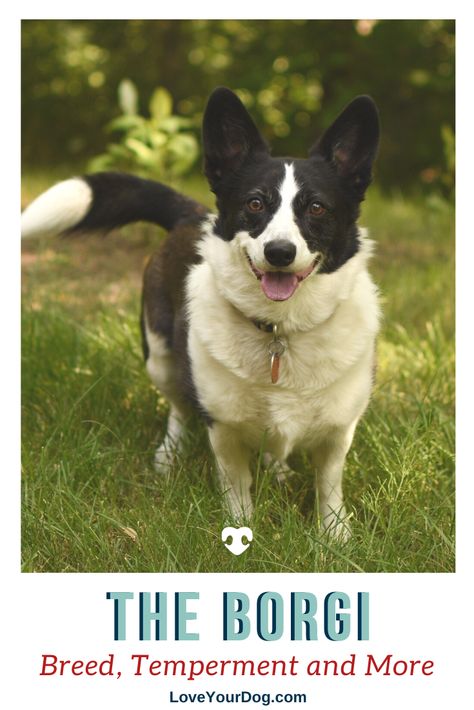 If you are looking for a herding dog with a twist, then the Border Collie and Corgi mixed pup, known for short as the Borgi, is probably the one for you! He is a well-balanced pup who is the best of both the Border Collie and the Corgi. #LoveYourDog #BorderCollieMix #CorgiMix #Borgi #Dog #Dogs #DogHybrids Corgi Border Collie Mix Puppy, Border Collie Corgi Mix Puppies, Border Collie Corgi Mix, Corgi Mix Puppies, Border Collie Mix Puppies, Cowboy Corgi, Designer Dogs Breeds, Puppy Ideas, Corgi Puppies