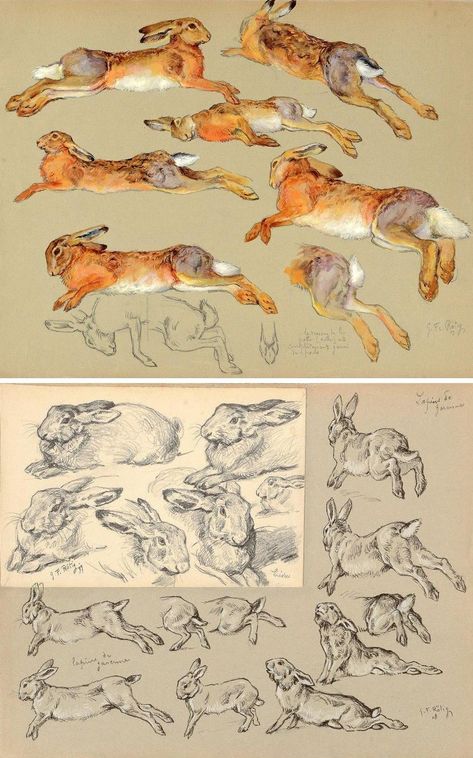 Two sheets of hare and rabbit studies by Georges-Frédéric Rötig (1873-1961) Hare Anatomy Drawing, Running Hare Illustration, Rabbit Legs Drawing Reference, Rabbit Legs Drawing, How To Draw Rabbits, Hare Anatomy, Rabbit Illustration Drawing, Drawing A Rabbit, Hare Reference