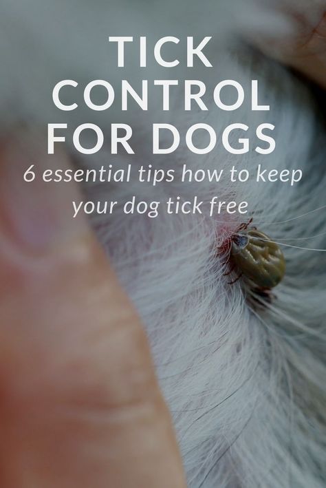 Tick Prevention For Dogs, Homemade Tick Repellent, Tick Repellent For Dogs, Wood Tick, Get Rid Of Ticks, Black Insects, Mice Repellent, Tick Spray, Ticks On Dogs