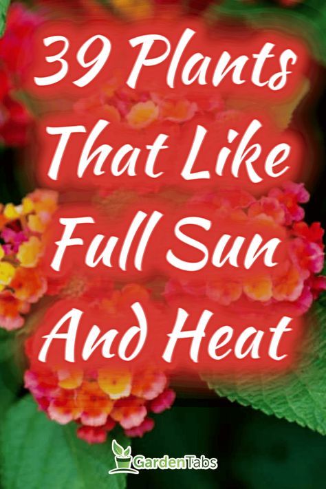 39 Plants That Like Full Sun And Heat Plants That Love Full Sun, Perrenials For Full Sun Front Yards, Perrenials In Pots Full Sun, Flower Pot Arrangements Outdoor Full Sun, Thriller Filler Spiller Ideas Full Sun, Potted Plants Full Sun, Pretty Backyard, Full Sun Landscaping, Full Sun Container Plants