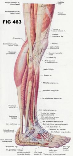 Leg Muscles Diagram, Leg Muscles Anatomy, Ankle Anatomy, Muscle Diagram, Anatomy Organs, Leg Anatomy, Bolesti Chrbta, Body Diagram, Human Leg