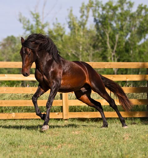 dark bay Lusitano stallion bucking foward into a canter Lusitano Stallion, Lusitano Horse, Pony Breeds, Horse Inspiration, Bay Horse, Funny Horses, Most Beautiful Horses, Most Beautiful Animals, Dressage Horses