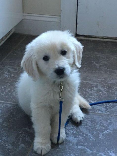 English Cream Retriever Puppy, English Cream Retriever, White Golden Retriever Aesthetic, White Retriever Puppy, English Cream Golden Retriever Puppy, Cream Golden Retriever Puppy, Cream Retriever, English Golden Retriever Puppy, White Retriever