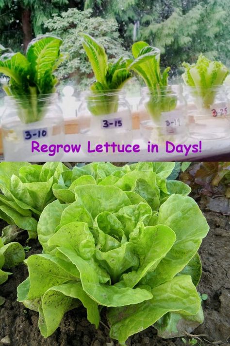 Best vegetables & herbs to regrow from kitchen scraps in water or soil. Start a windowsill garden indoors, or grow foods using grocery lettuce, beets, etc! – A Piece of Rainbow #backyard #gardens #gardening #gardeningtips #homestead #homesteading #urbangardening #gardendesign #gardenideas #containergardening #diy #gardeningtips homestead, green living, gardening tips, sustainable ideas, kids science projects, homeschool activities Regrow Lettuce, Regrow Green Onions, Best Veggies, Regrow Vegetables, Kitchen Scraps, Windowsill Garden, Herb Garden In Kitchen, Table Garden, Vegetable Garden Diy