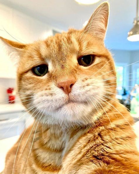 Home / Twitter Cranky Cat, Amstaff Puppy, Cat Selfie, Söt Katt, Cat Club, Orange Cat, Animals Images, Beautiful Cats, 귀여운 동물