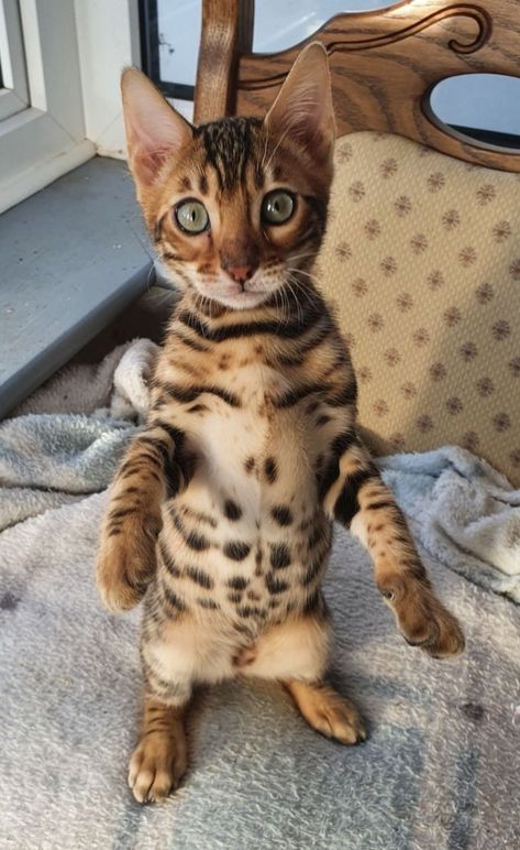 Brown Bengal Cat, Bengal Kittens For Sale, Bengal Kitten, Kittens For Sale, Cat Info, Kitten For Sale, Cats For Sale, Cat Meme, Bengal Cat