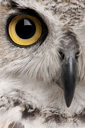 Dramatic Images, Bird Eyes, Animal Close Up, Regard Animal, Owl Photography, Eye Close Up, Taxidermy Art, Eye Eye, Owl Photos