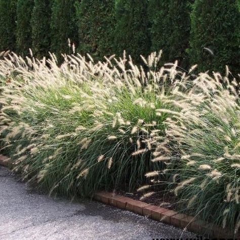 Pennisetum Alopecuroides, Planting Grass, Architectural Plants, Fountain Grass, Garden Fun, Grasses Landscaping, Grasses Garden, Garden Shrubs, Fence Landscaping