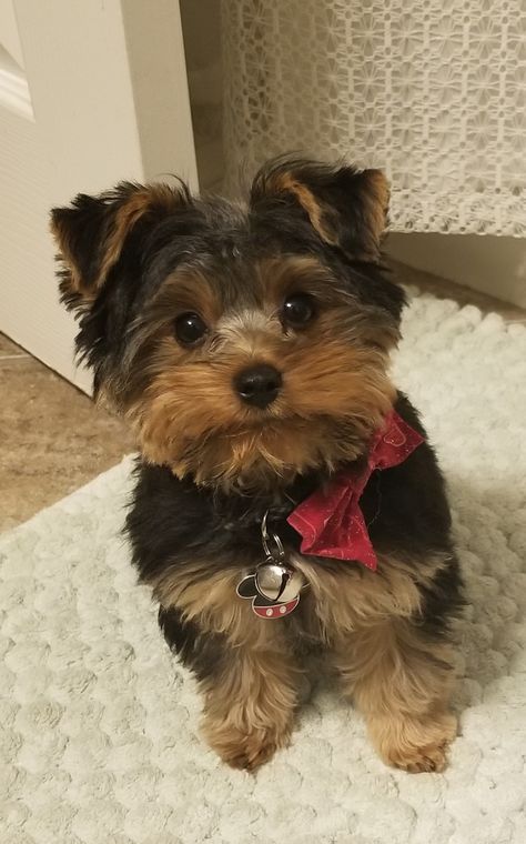 Puppy's name is rhino. Teddy bear haircut. 4 months old 3 lbs. Yorkie Bear Haircut, Teacup Yorkie Puppy Haircut, Teddy Bear Yorkie Haircut, Yorkie Haircut Teddy Bear, Yorkiepoo Haircuts, Yorkie Teddy Bear Cut, Yorkie Puppy Cut, Yorkie Puppy Haircuts, Yorkie First Haircut