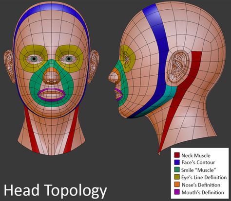 Human Head Topology Head Topology, Character Topology, Face Topology, 3d Topology, Maya Modeling, 3d Anatomy, 3d Karakter, Anatomy References, 3d Modeling Tutorial