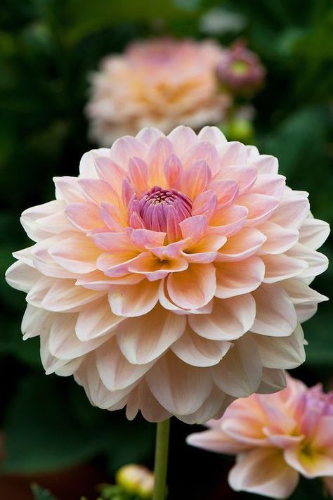 578 best images about Flowers | Dahlia on Pinterest | Gardens ... Pinterest Garden, Growing Dahlias, Dahlia Flower, Flower Farm, Exotic Flowers, Flower Beauty, Beautiful Blooms, Dream Garden, Cut Flowers