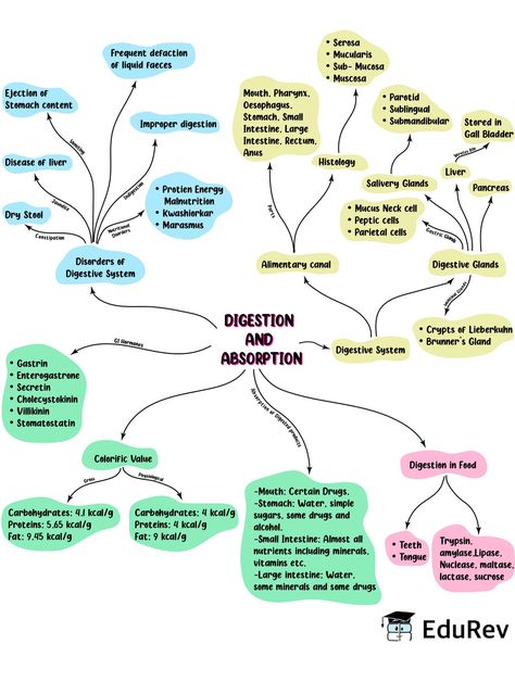 Mind Map: Digestion & Absorption Notes | EduRev Digestive System Mind Map, Medical Mind Maps, Digestion And Absorption Mind Map, Biology Notes Aesthetic Digestive System, Anatomy Mind Map, Living World Class 11 Mind Map, Class 11 Biology Notes Digestion And Absorption, Mind Map Biology Class 11, Neet Biology Mind Maps