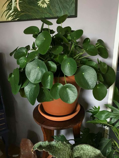 Chinese Money Plant Aesthetic, House Plants Aesthetic, Plants Are Friends, Plant Aesthetic, House Plants Decor, Room With Plants, House Plants Indoor, Pretty Plants, Plant Lady