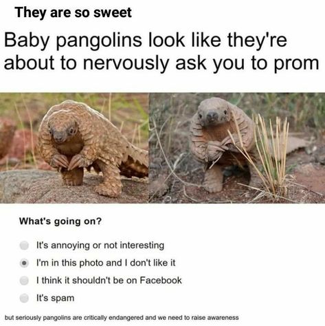 Baby Pangolin, Grumpy Cats, Animal Tumblr, Carl Grimes, Drawing Quotes, Silly Animals, Funny Animal Memes, Daryl Dixon, Animal Jokes