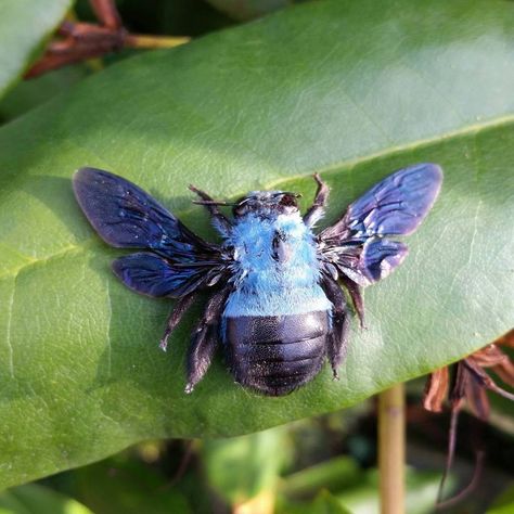 Blue carpenter bee (Xylocopa caerulea). Xylocopa caerulea is a relatively large species, reaching an average size of 23 millimetres.  This species is widely distributed in Southeast Asia, India and Southern China. Photo: @ossaflores Blue Carpenter Bee, Types Of Bees, Cool Insects, Unusual Facts, Carpenter Bee, Bees And Wasps, Cool Bugs, Beautiful Bugs, Arthropods