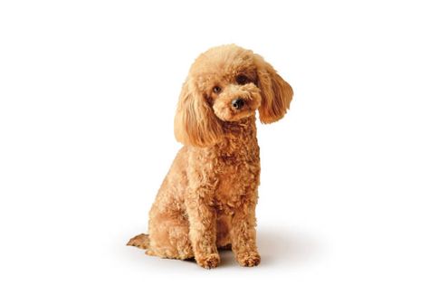 1,000+ Apricot Poodle Puppies Stock Photos, Pictures & Royalty-Free Images - iStock Toy Poodle Dog, Miniature Poodle Aesthetic, Mini Poodle Puppy, White Fluffy Dog, Apricot Poodle, Apricot Poodle Toy, Toy Poodle Puppy, Toy Poodle Apricot, Apricot Poodle Standard